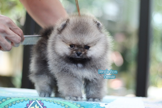 ขายปอมหน้าหมี เพศเมียขนแน่นๆครับ