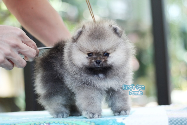 ขายปอมหน้าหมี เพศเมียขนแน่นๆครับ