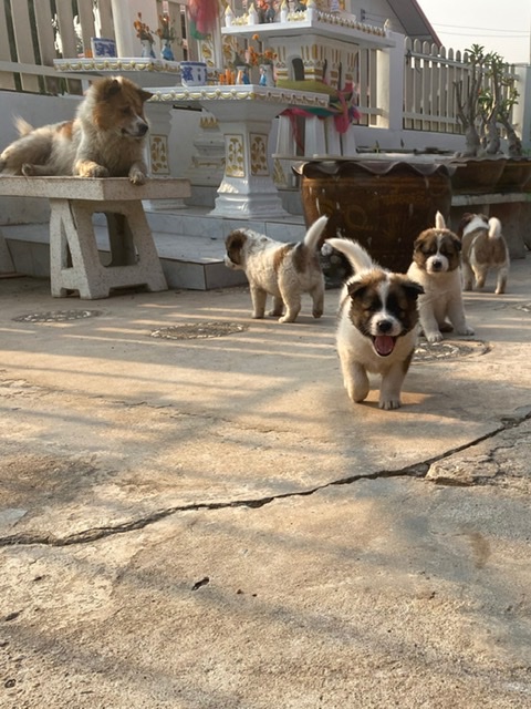 ขายลูกสุนัขพันธุ์บางแก้ว