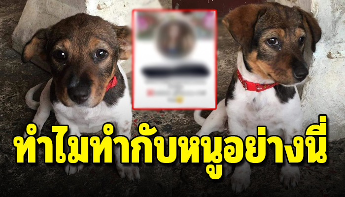 สาวติดต่อเข้ามาขอลูกหมาไปเลี้ยง ป้าก็เอาไปส่งถึงบ้านแต่พอรับไปแล้วเอาไปปล่อย