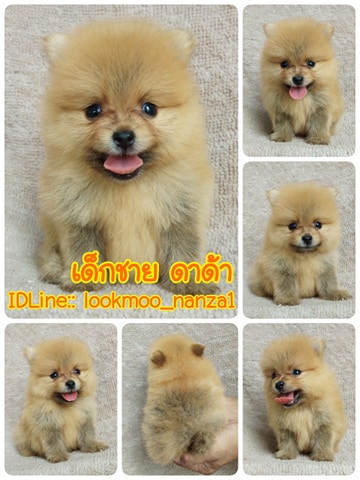 ปอมแท้ราคา5500.-