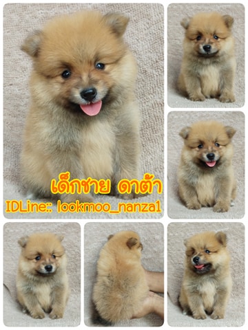 ปอมแท้ราคา5500.-