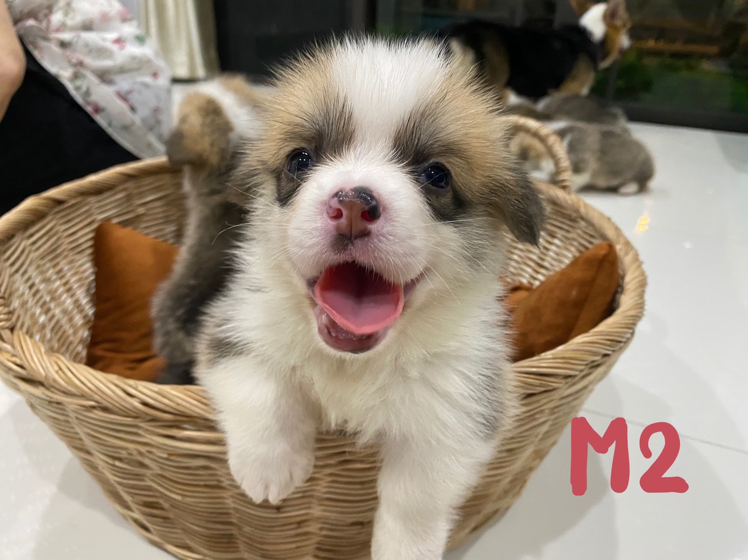 ลูกสุนัขพันธุ์ Corgi (Welsh Corgi Pembroke)