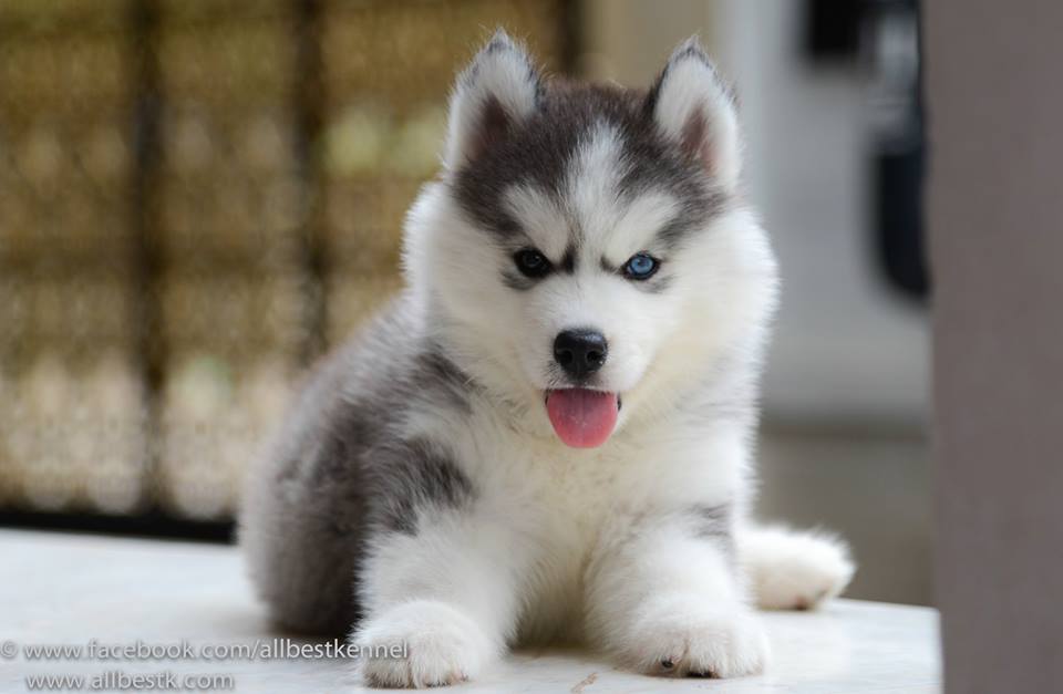 -ฟาร์มขายไซบีเรียนเกรดคุณภาพ ที่ใหญ่ที่สุดในประเทศไทย ต้องที่allbest kennel เท่