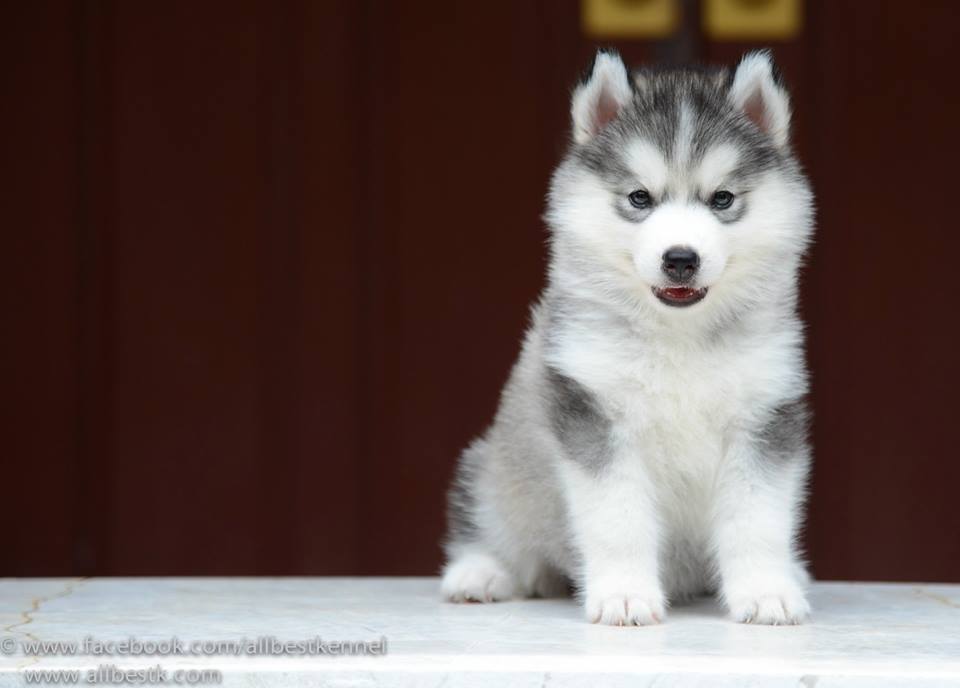 -ฟาร์มขายไซบีเรียนเกรดคุณภาพ ที่ใหญ่ที่สุดในประเทศไทย ต้องที่allbest kennel เท่