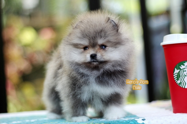 ขายปอมหน้าหมี