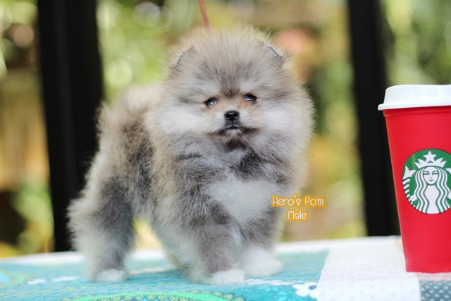 ขายปอมหน้าหมี