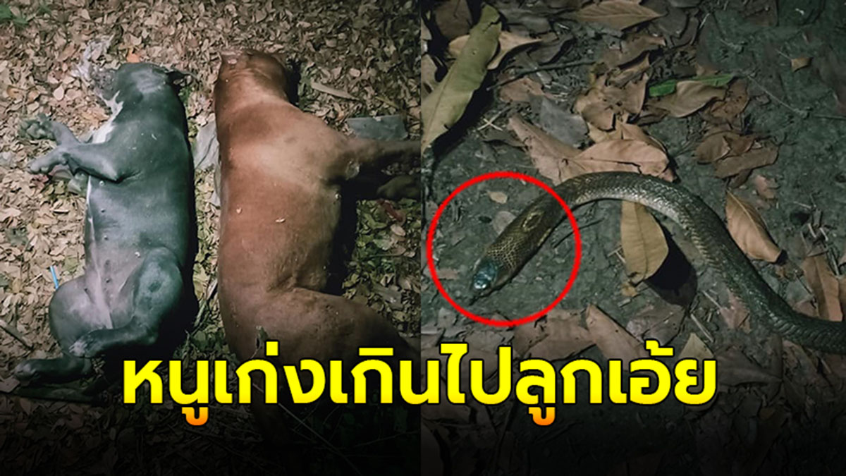 ยอมเเลกด้วยชีวิต เพื่อให้เจ้านายปลอดภัย