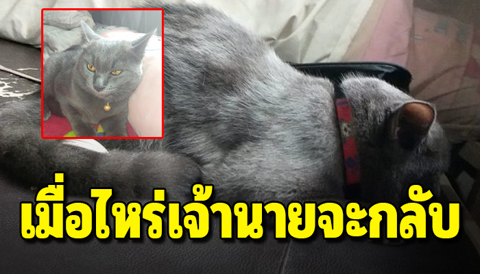 เหมียวนั้งรอกลางสายฝนรอการกลับมาของเจ้าของ กลายเป็นแมวจรเพราะเจ้าของถูกจับ