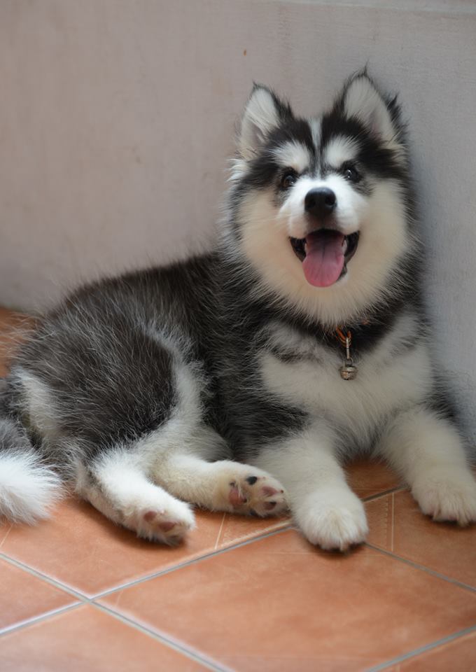 -มาแล้วน้องหมาไซบีเรียนฮัสกี้ เข้าใหม่หลายคอก มีครบจบในที่เดียวที่ฟาร์ม allbest