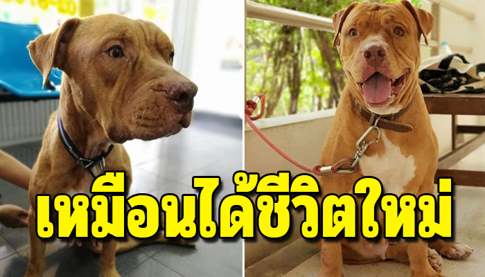 ชีวิตใหม่ของแม่หมาพิทบูล กับลูกที่ถูกปล่อยไว้กลางป่านาน10วันจนลูกต้องอดสิ้นใจไป
