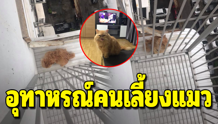 เตือนไว้เป็นอุทาหรณ์ สาวเลี้ยงแมวบนคอนโดชั้น13เกือบจะต้องเสียใจไปทั้งชีวิต