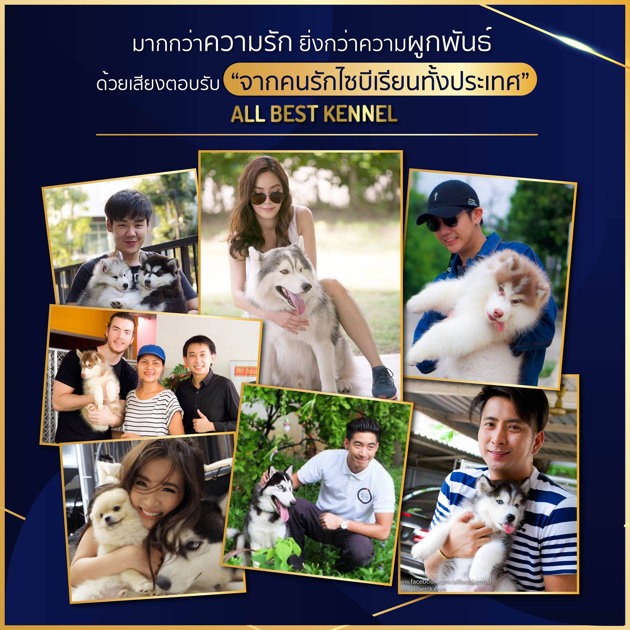 ไซบีเรียนฮัสกี้เกรดไฮเอน โครงสร้างใหญ่สวยต้องมาที่ฟาร์มallbest เท่านั้น พร้อมรับ