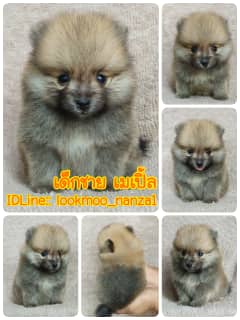 ปอมแท้ราคา5500.-