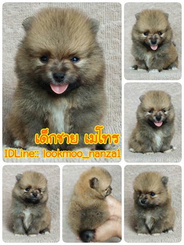 ปอมแท้ราคา5500.-