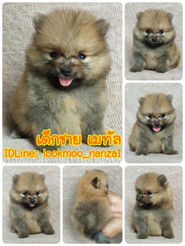 ปอมแท้ราคา5500.-