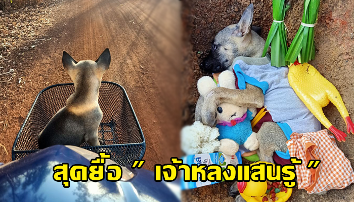 สุดยื้อ เจ้าหลงหมาวิ่งตามมอเตอร์ไซค์