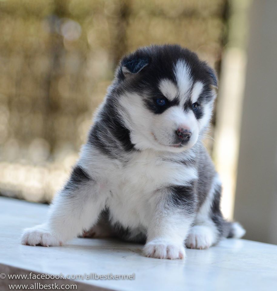 -Allbest kennel ไซบีเรียนฮัสกี้ เกรดพรีเมี่ยม ฟาร์มมาตรฐานและใหญ่สุดในประเทศไทย