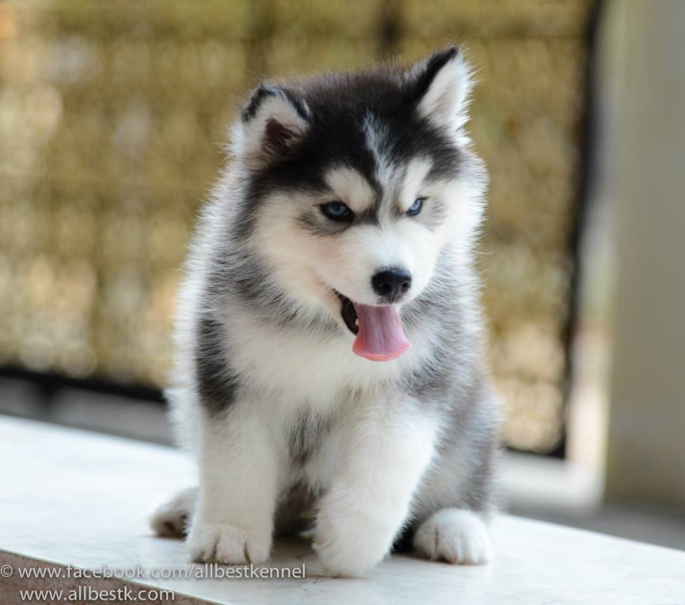 -Allbest kennel ไซบีเรียนฮัสกี้ เกรดพรีเมี่ยม ฟาร์มมาตรฐานและใหญ่สุดในประเทศไทย