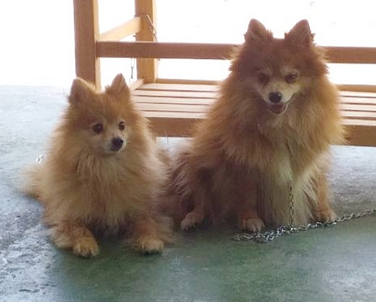 ปอมเมีย 2 ตัว