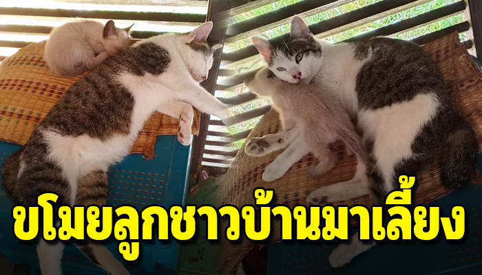 บุญมาแมวหนุ่มรูปงามอยากเป็นแม่ แอบขโมยลูกชาวบ้านมาเลี้ยง