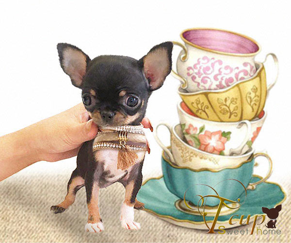 SUPER T-CUP chihuahua!!!!!!