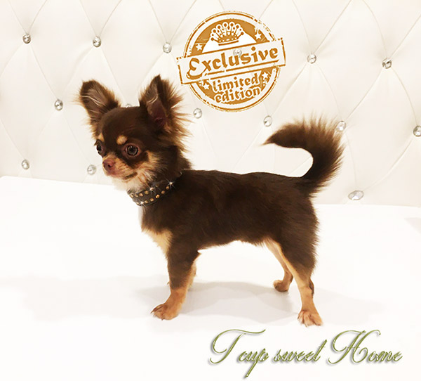 LIMITED EDITION!!!Teacup CHIHUAHUA