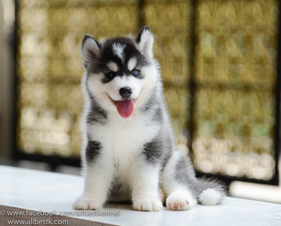 -ด่วนนน น้องไซบีเรียนฮัสกี้มีหลายคอก หลายสไตล์เข้าใหม่ กำลังมองหาไซบีเรียนต้องท