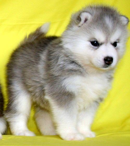 -ด่วนนน น้องไซบีเรียนฮัสกี้มีหลายคอก หลายสไตล์เข้าใหม่ กำลังมองหาไซบีเรียนต้องท