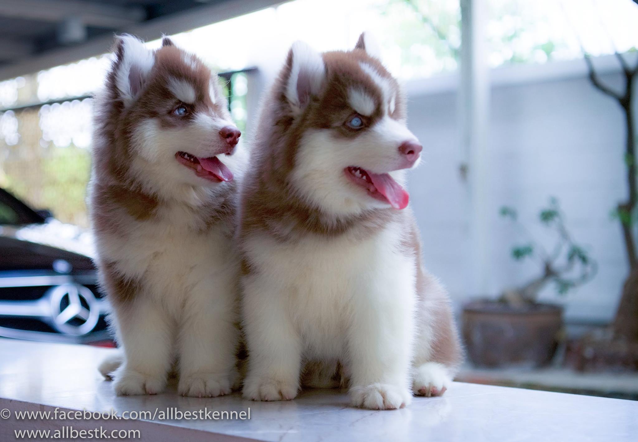 -ด่วนนน น้องไซบีเรียนฮัสกี้มีหลายคอก หลายสไตล์เข้าใหม่ กำลังมองหาไซบีเรียนต้องท