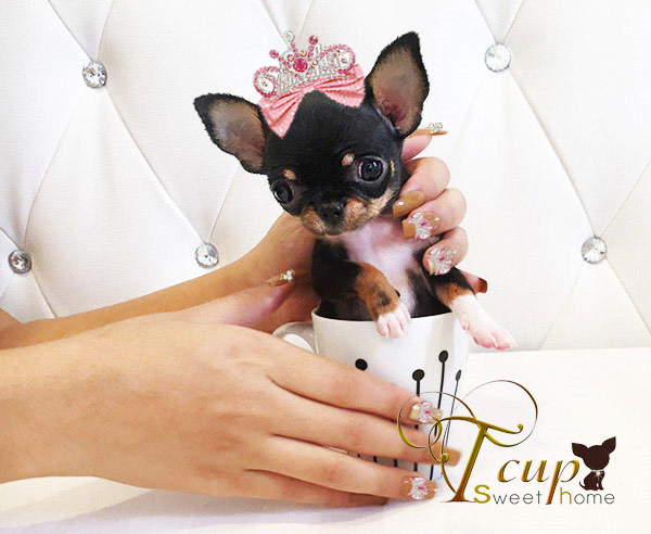 SUPER T-CUP chihuahua!!!!!!