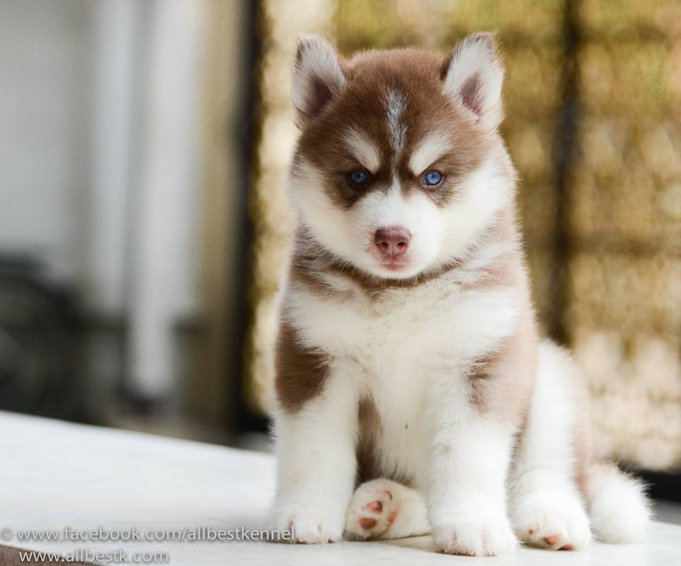 -ด่วนนน น้องไซบีเรียนฮัสกี้มีหลายคอก หลายสไตล์เข้าใหม่ กำลังมองหาไซบีเรียนต้องท