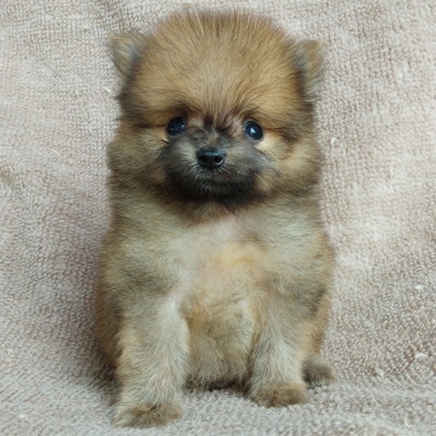 ปอมแท้ราคา4500.-