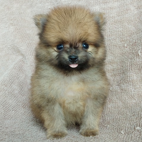 ปอมแท้ราคา4500.-