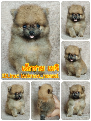 ปอมแท้ราคา4500.-