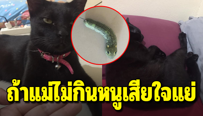 เหมียวเป็นห่วงแม่ เห็นว่าแม่นอนหลับไม่ยอมตื่นนางรีบเดินไปหาอาหารมาให้