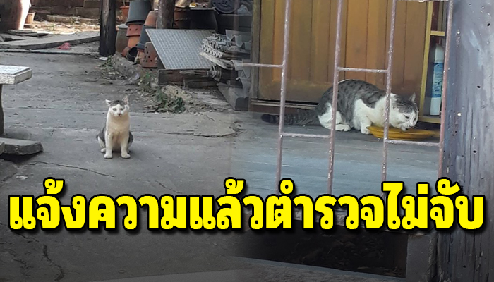 เจ้าเหมียวแอบย่องมาขโมยกินข้าวจะแจ้งตำรวจแต่ตำรวจก็ไม่รับแจ้งความ