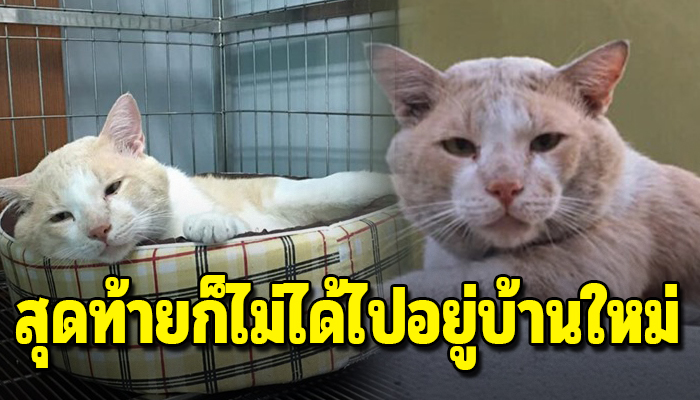เหมียเศร้าเจ้าของคิดสั้น ครั้งจะมีบ้านแต่ครอบครัวใหม่กลับทะเลาะกันเพราะหนู