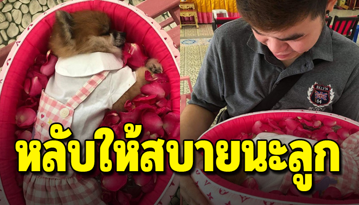 สุนัขที่ถูกเก็บมาเลี้ยง ดีใจมากที่เห็นเจ้าของกลับถึงบ้านจนตัวเองต้องสิ้นลมหายใจ