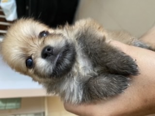ปอมแท้ เด็กชาย สายพันธุ์แชมป์ 8000