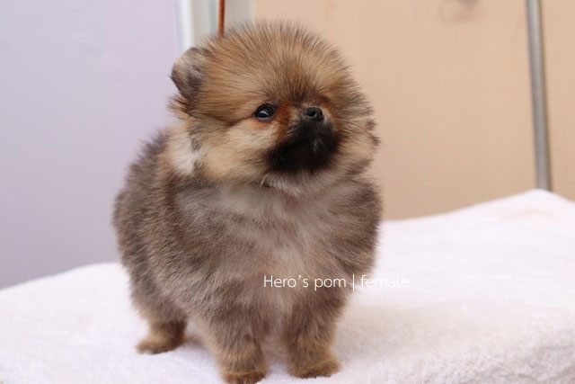 ขายปอมหน้าหมี เพศเมีย  น่ารักมากๆครับ
