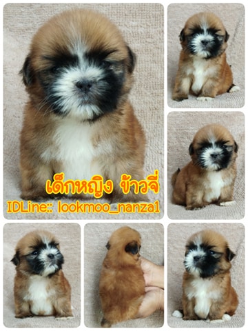 ชิสุทอยแท้!!!! 3สี