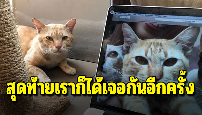 แมวที่หายออกจากบ้านนาน2ปี แต่วันนี้นางเดินกลับบ้านเอง