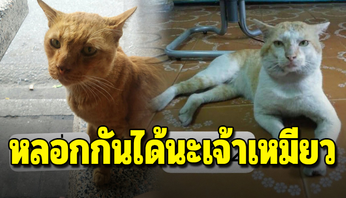 เจ้าเหมียวแอบปลอมตัวมาขอข้าวที่บ้านกินนานนับ 2 ปี ที่แท้เป็นลูกคนรวย