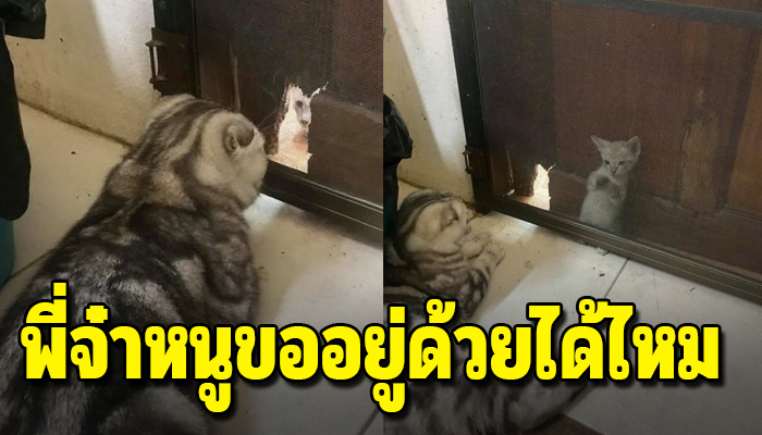 ลูกแมวจรแอบมาด้อมๆมองๆ เกาะที่ประตูอยากมีบ้านอยู่