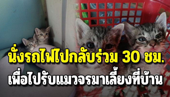 สาวใจดีเกิดถูกโชคชะตายอมนั่งรถไฟกว่า30ชั่วโมงเพื่อไปรับแมวจรมาเลี้ยง