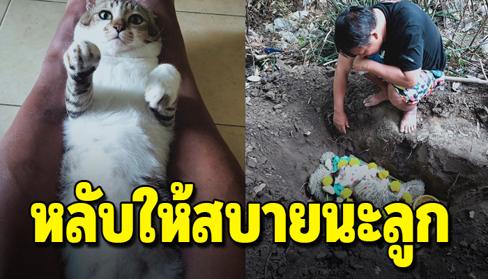 หนุ่มทำใจไม่ได้ แมววัย14ปีเกิดมาไม่เคยป่วยแต่ต้องจากไปเพราะการป่วยครั้งเดียว
