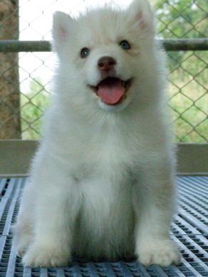 -หยุดเสี่ยงกับไซบีเรียนฮัสกี้ ไม่ได้คุณภาพ Allbest kennel ให้เราดูแลคุณสิครับ