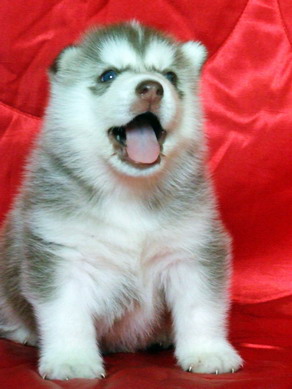 -หยุดเสี่ยงกับไซบีเรียนฮัสกี้ ไม่ได้คุณภาพ Allbest kennel ให้เราดูแลคุณสิครับ