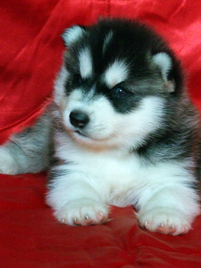 -หยุดเสี่ยงกับไซบีเรียนฮัสกี้ ไม่ได้คุณภาพ Allbest kennel ให้เราดูแลคุณสิครับ